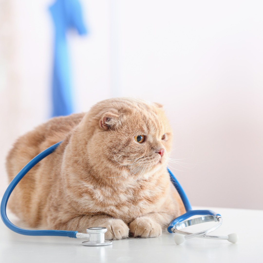 a cat with a blue stethoscope on a table