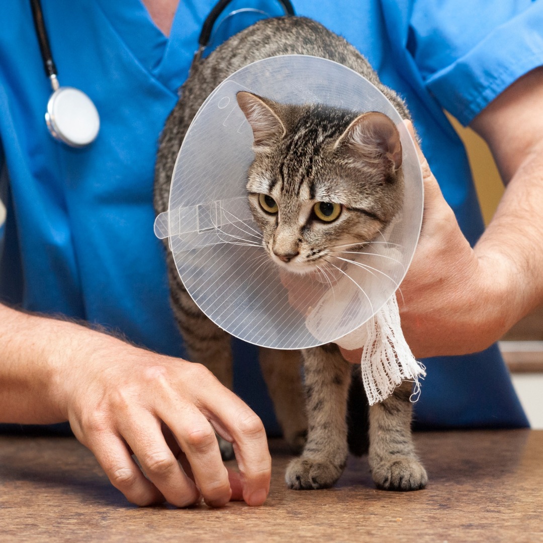 a cat with a cone collar standing on a vet's table