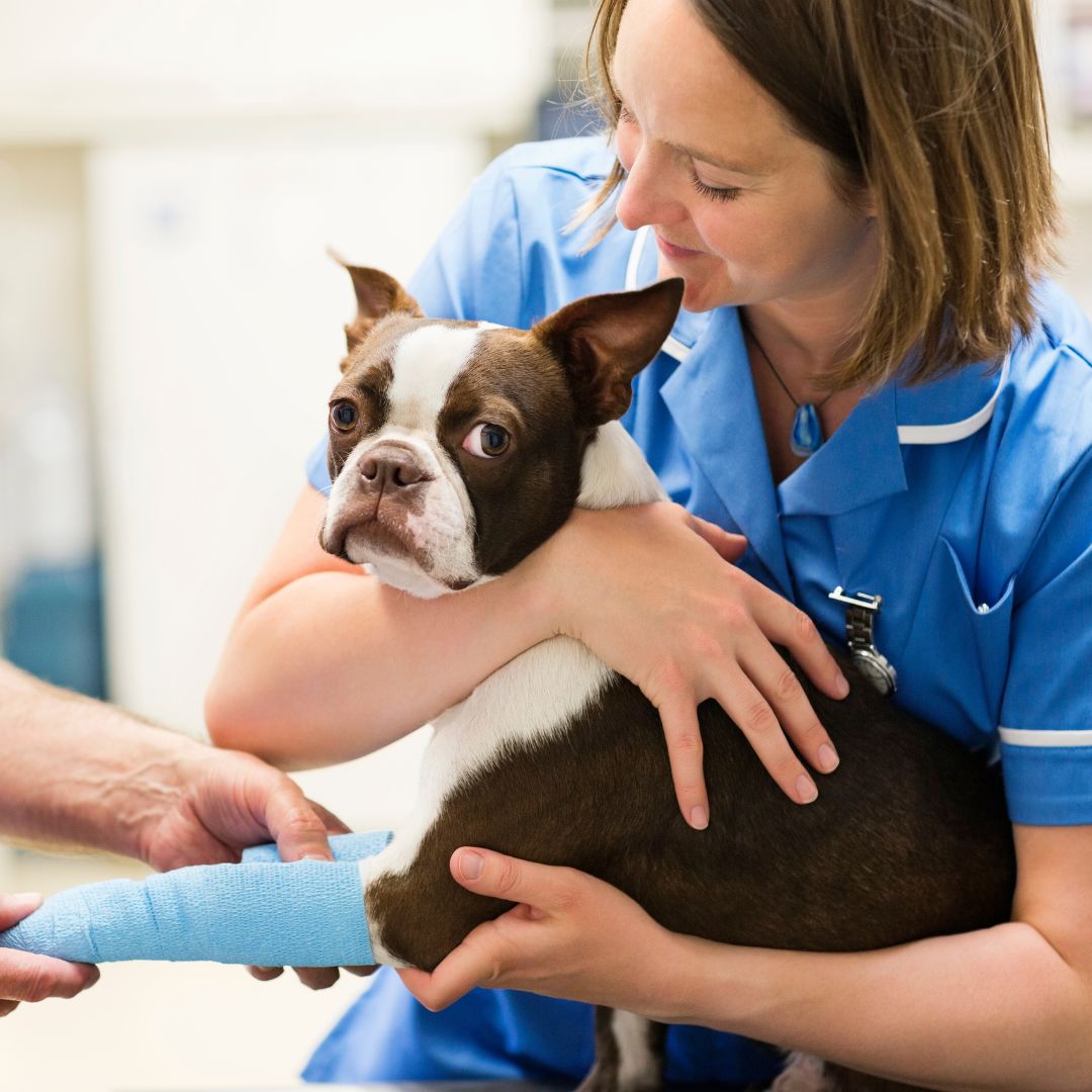 a dog with a bandaged leg being held by nurse