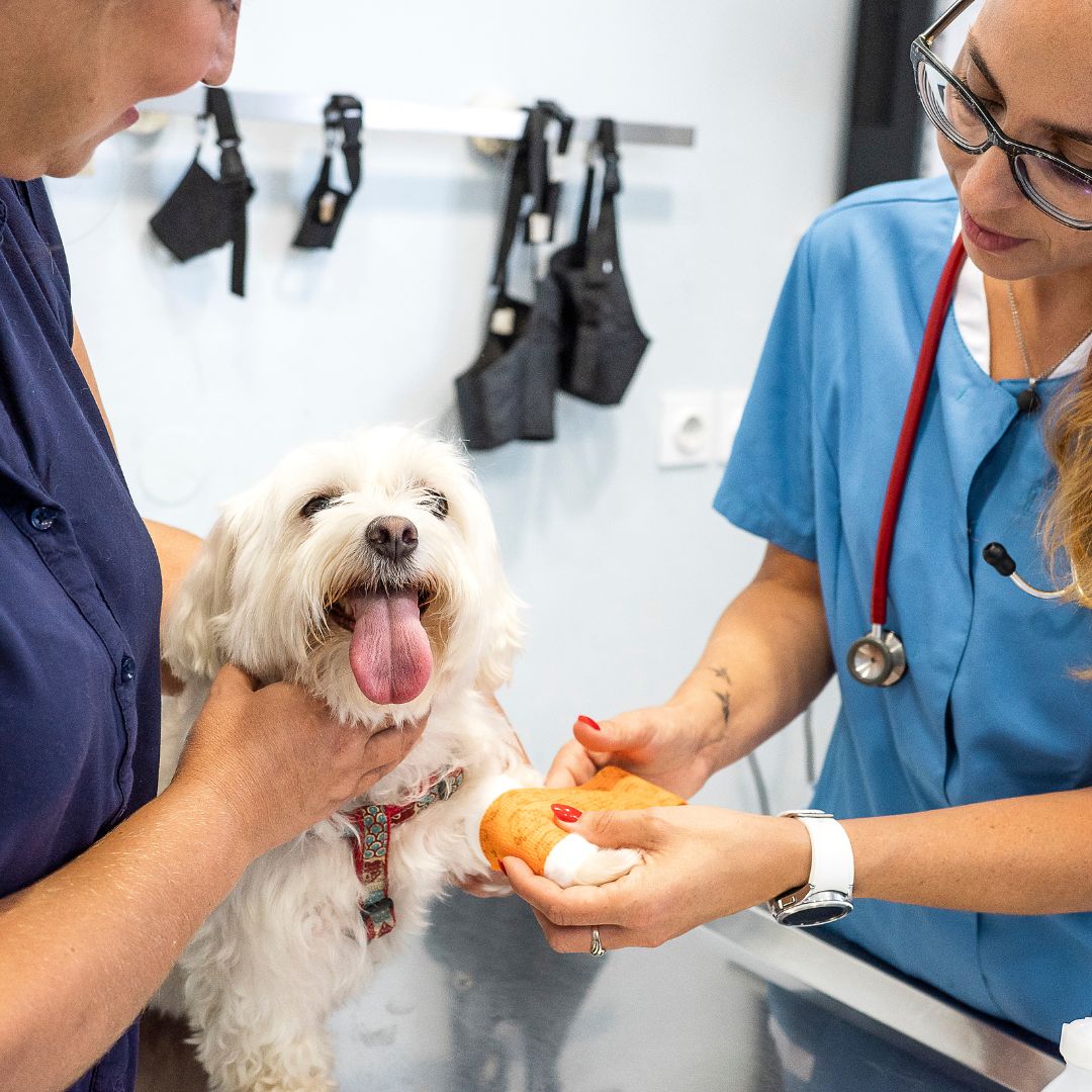 a dog being treated by two veterinarians in a clinic