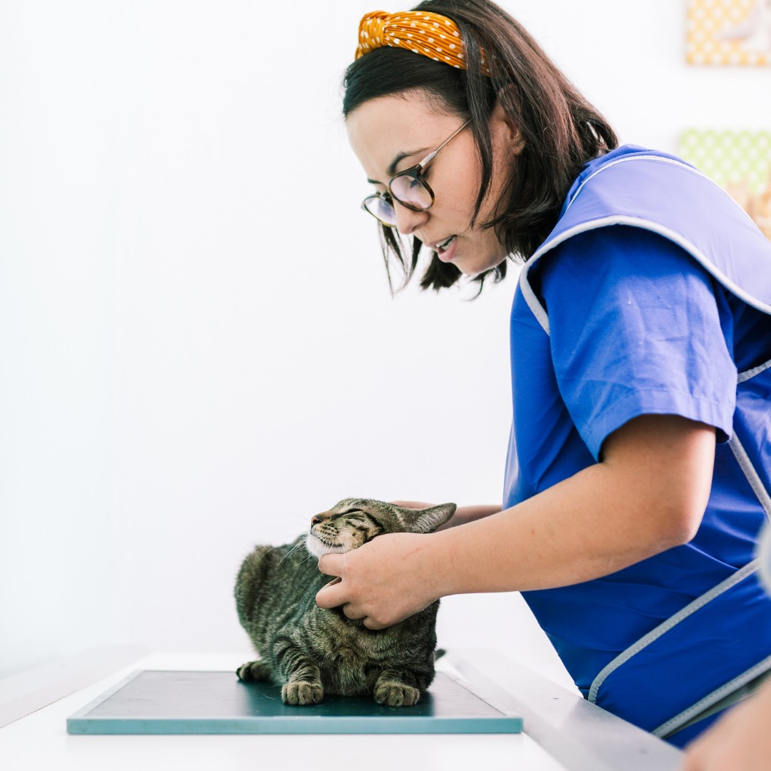 a vet examining a cat on a table