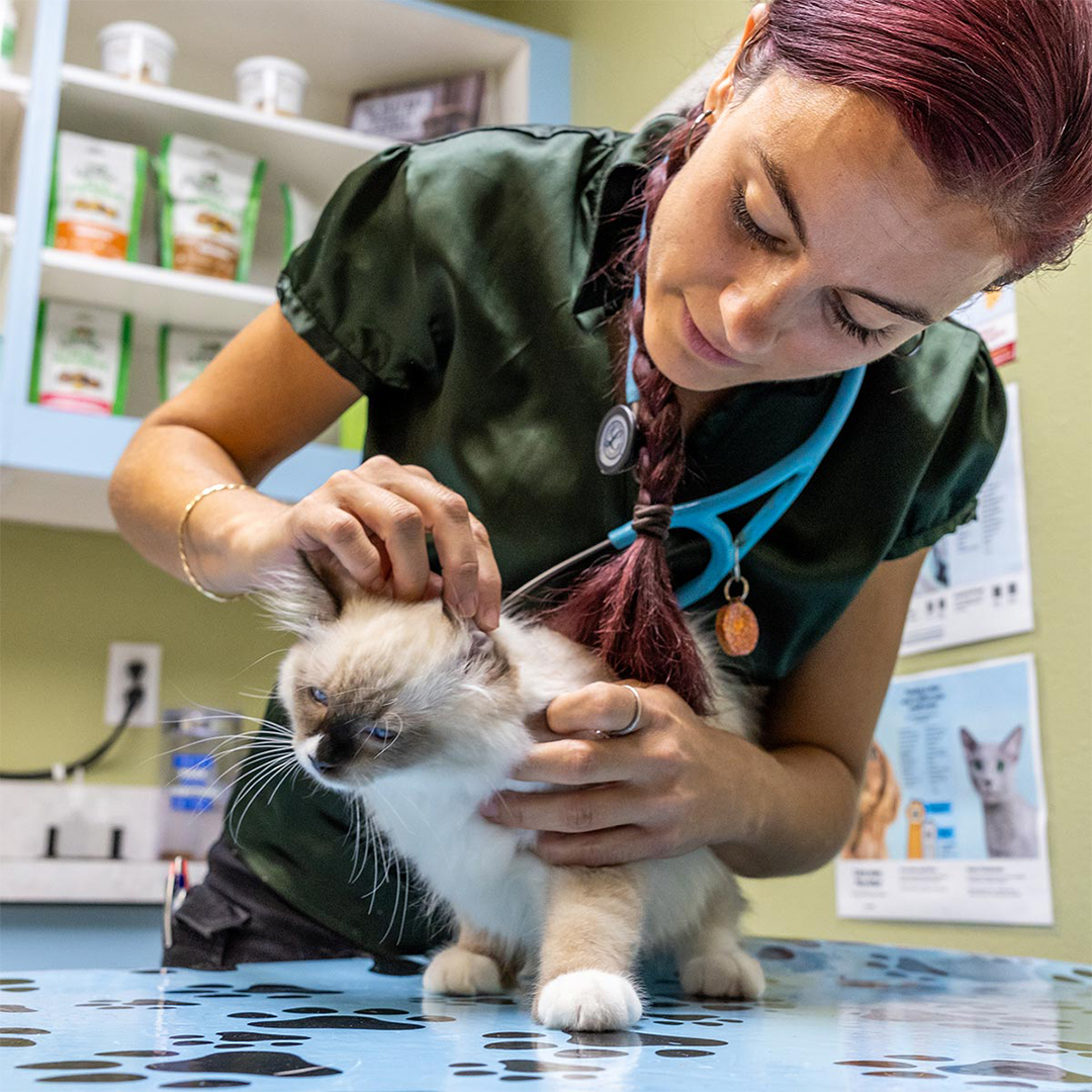 a vet examining kitten ear