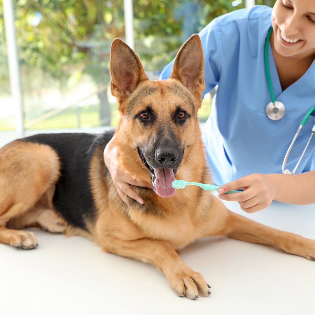 a person brushing a dog's teeth