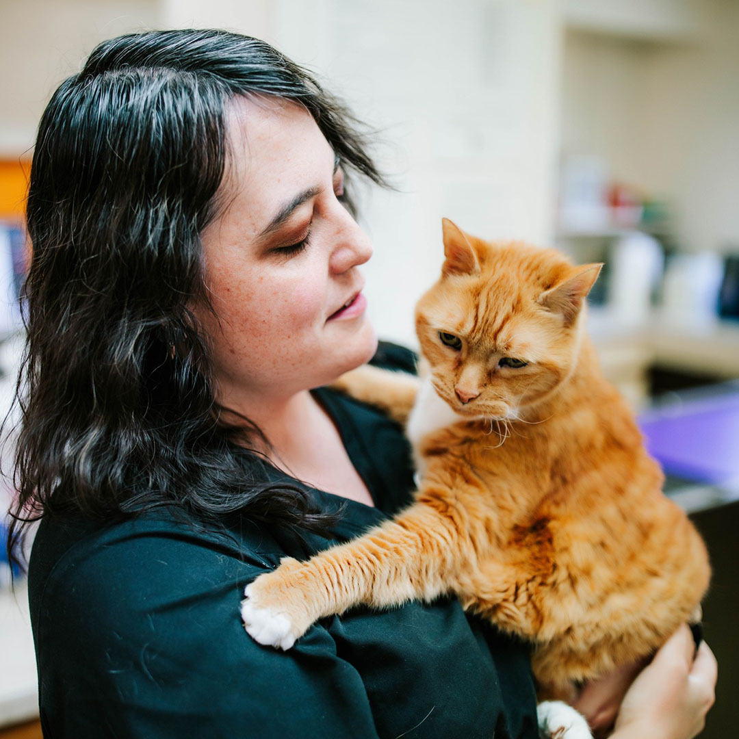 a vet holding a cat in a room