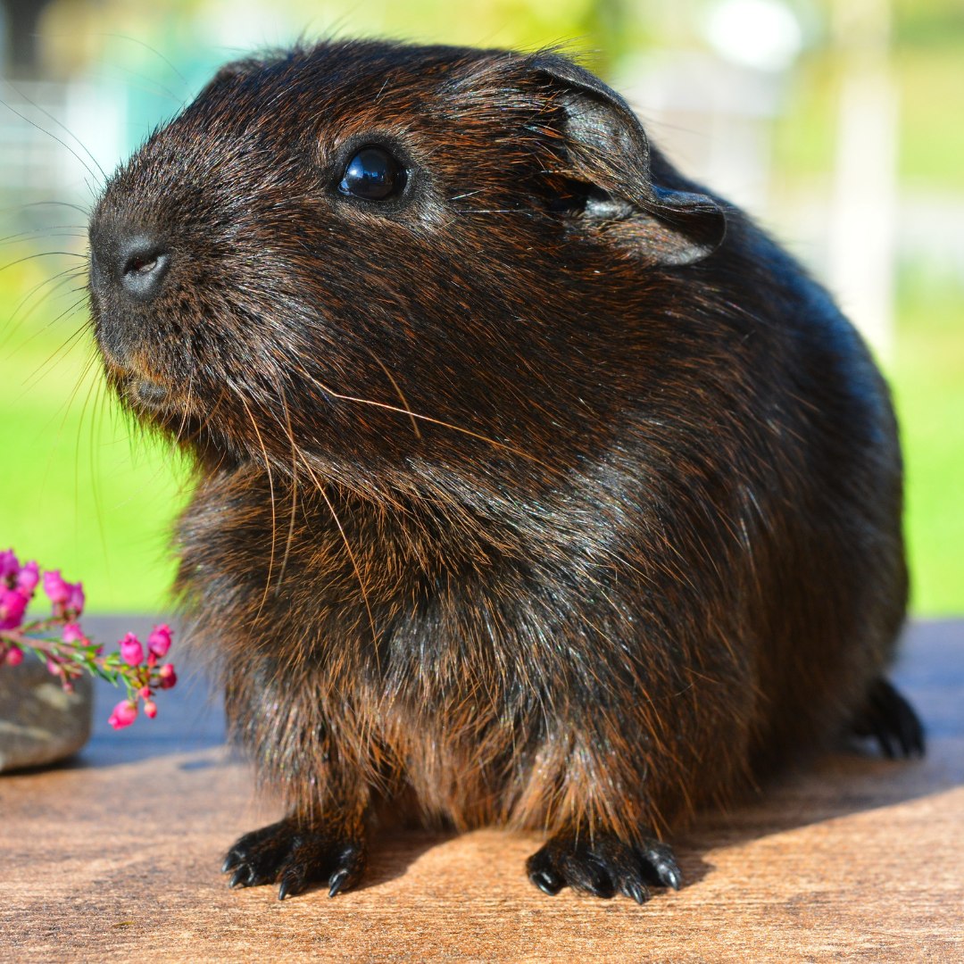 Guinea Pig in Nature Guinea Pig in Nature