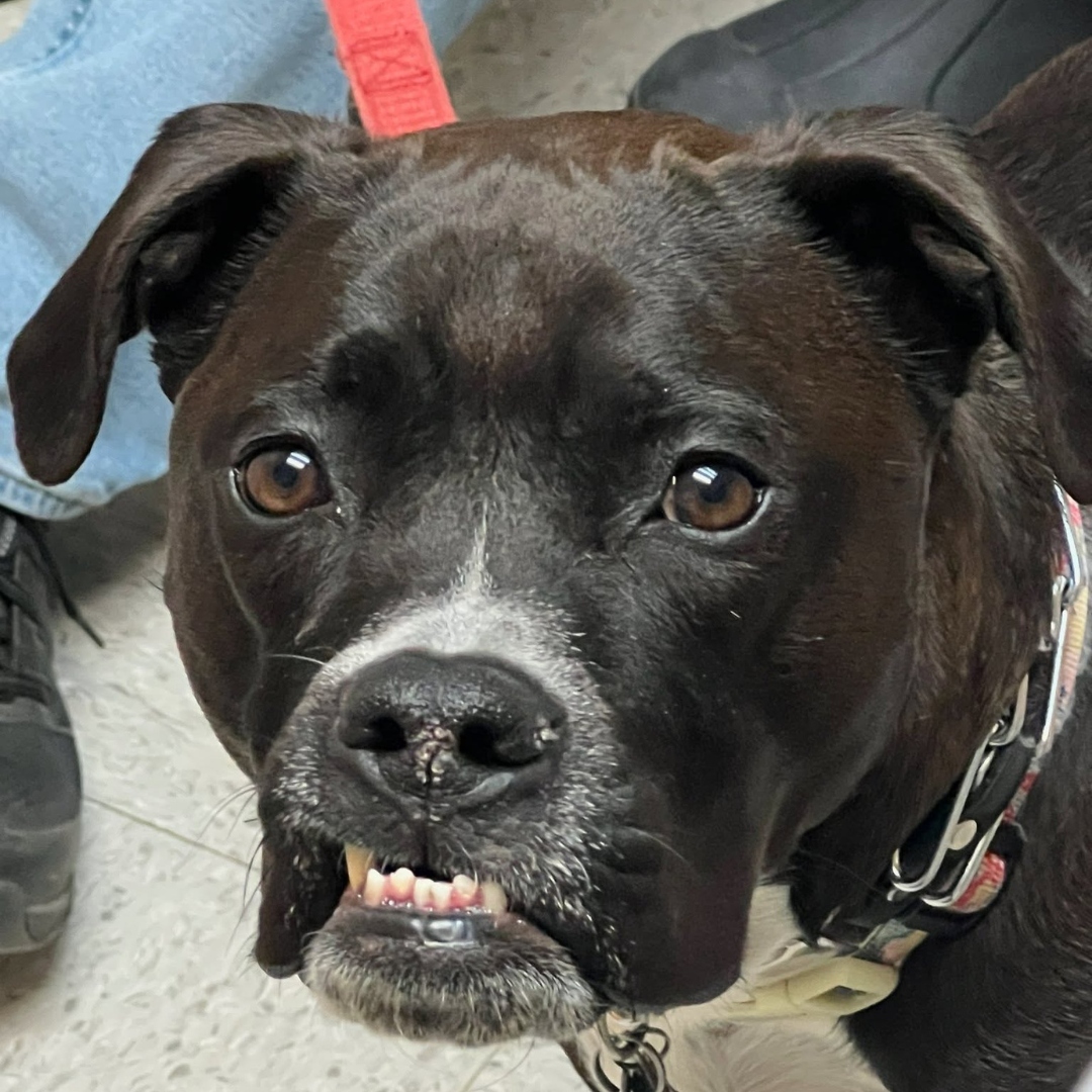 Close-up of a black and white dog showing its teeth Close-up of a black and white dog showing its teeth