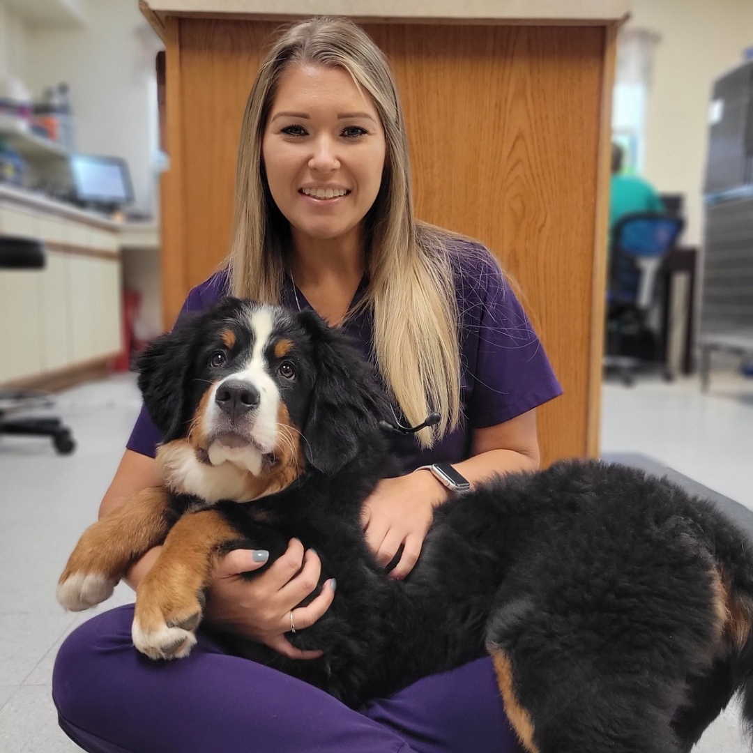 vet with a fluffy Bernese Mountain Dog puppy in her lap an empty medical examination room with an open door