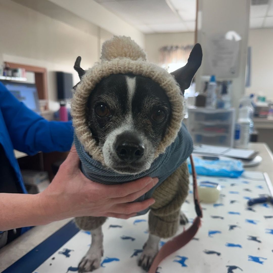 A person holding a dog on a table