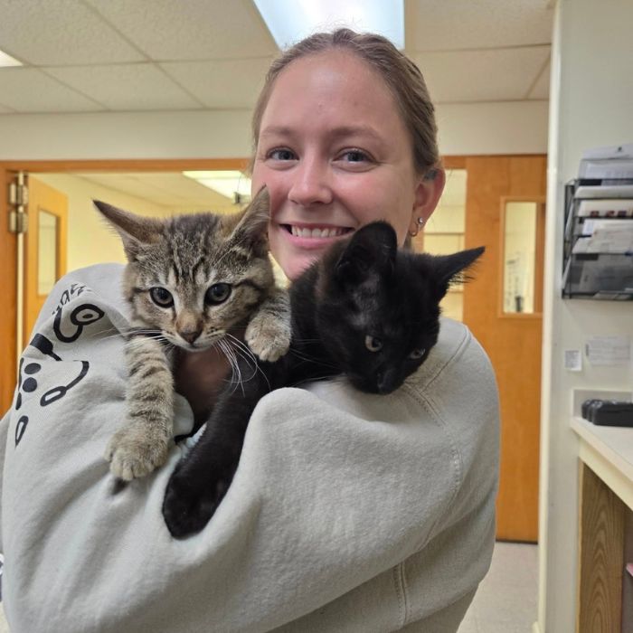 vet staff holding two kittens