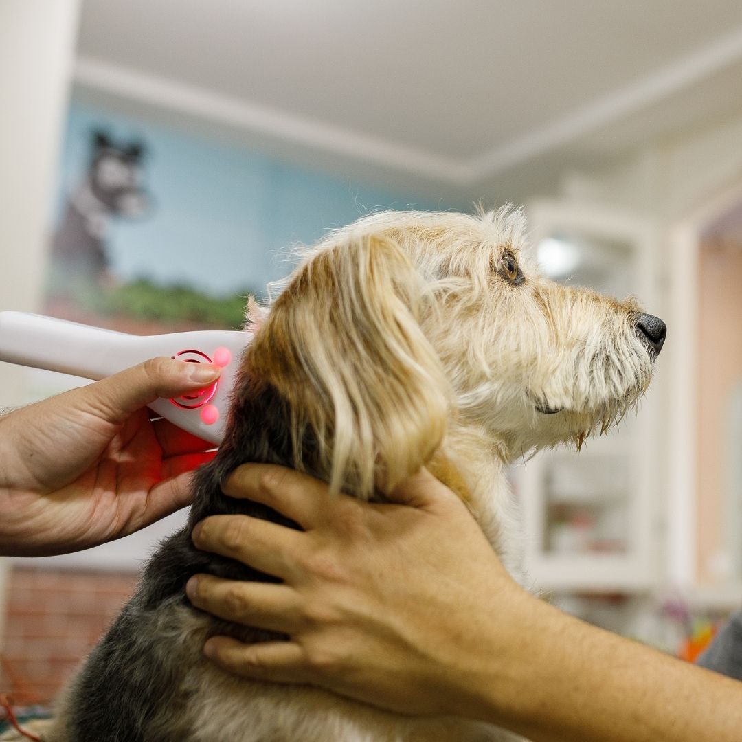 vet doing laser therapy for a dog