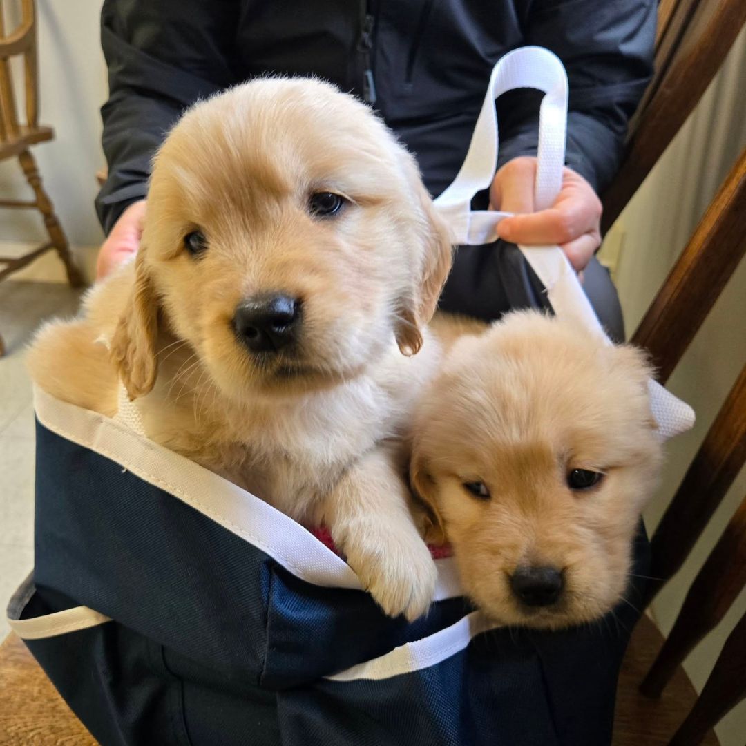 two puppy 