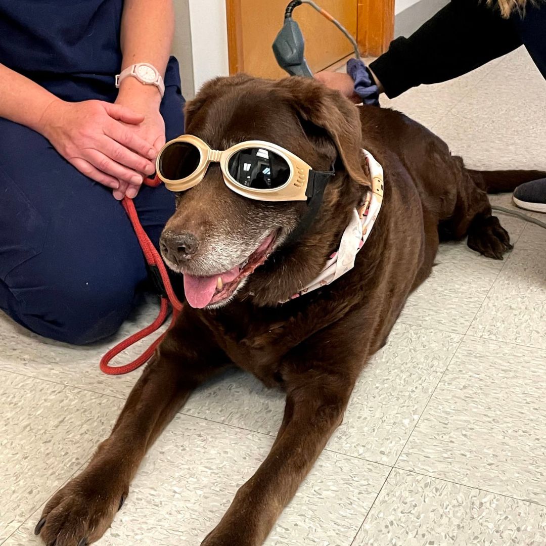 A dog wearing sunglasses and a leash sits on the floor