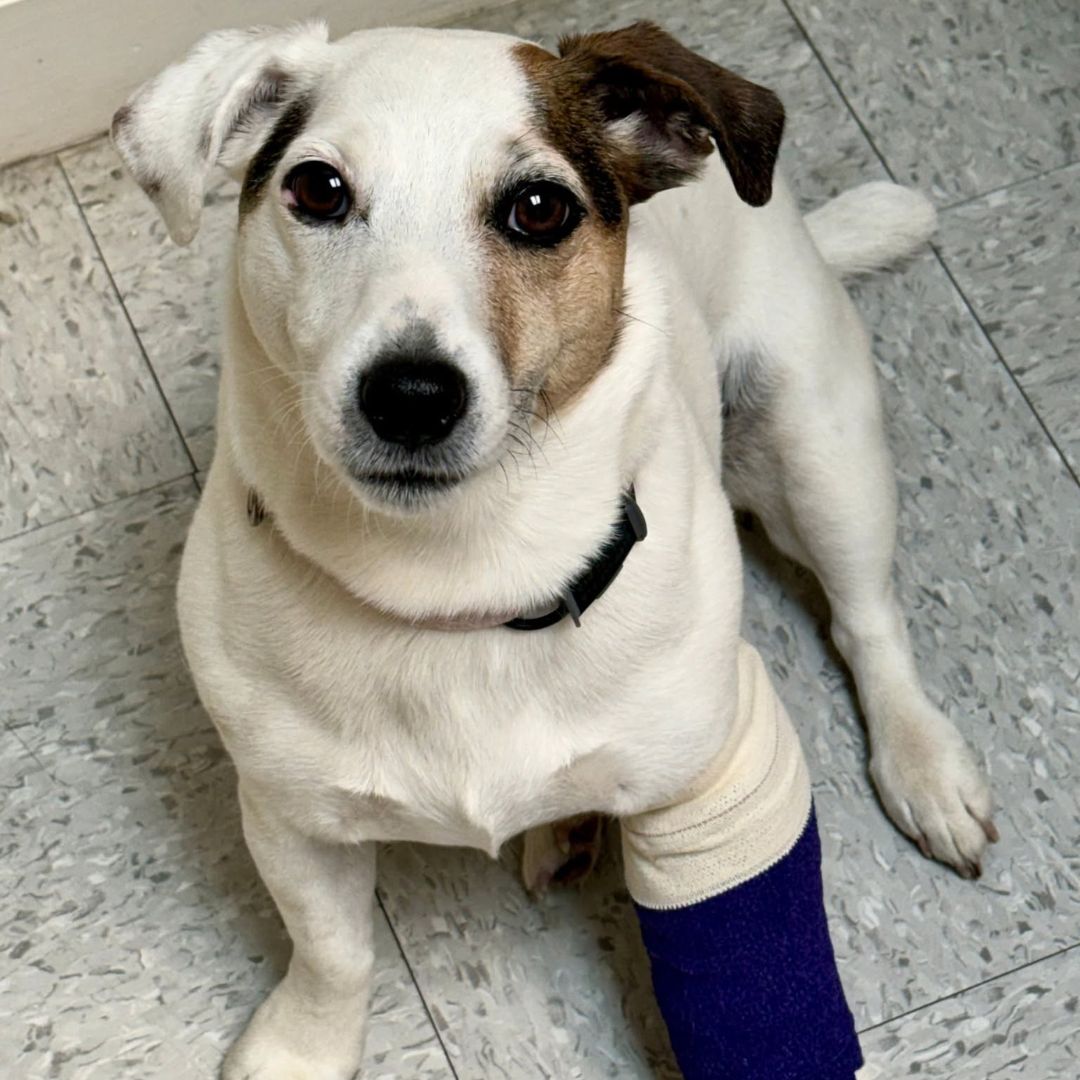 a dog with a bandaged leg being held by nurse